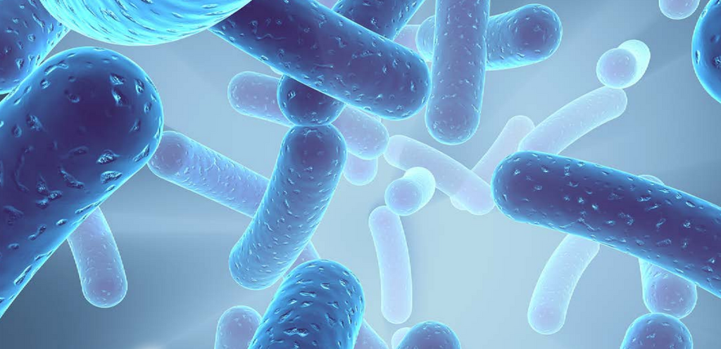 What is Bacillus Coagulans